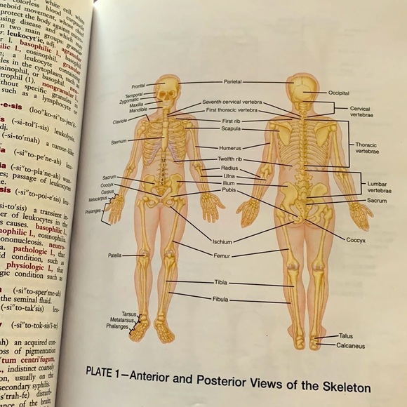 DORLAND’S POCKET MEDICAL DICTIONARY 27th EDITION - Picture 7 of 8